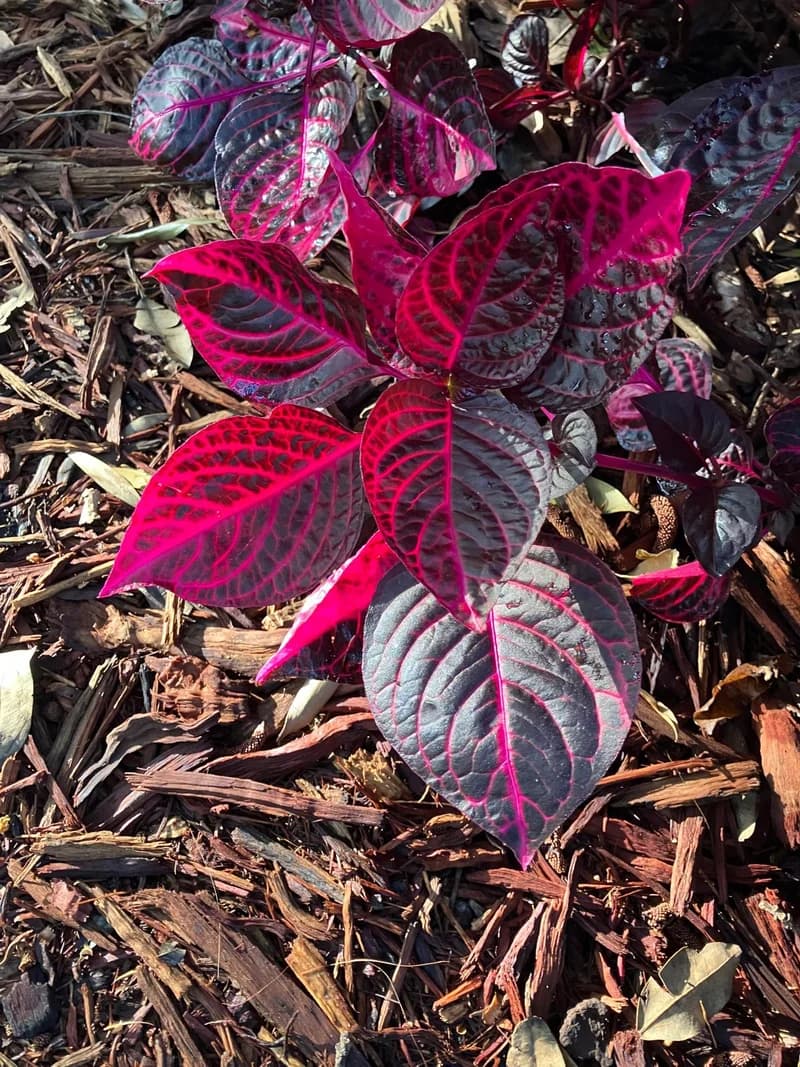 Photo from Wednesday, November 12, 2025